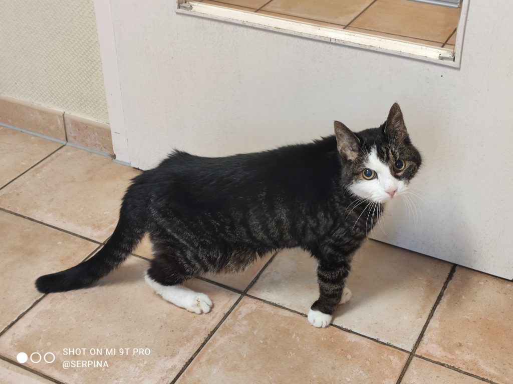 Eine Katze steht vor der Tür des Behandlungszimmers beim Tierarzt